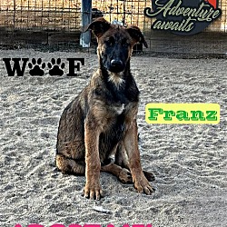 Photo of FRANZ