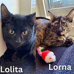 Thumbnail photo of Lorna and Lolita #1