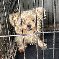 adopt-pet