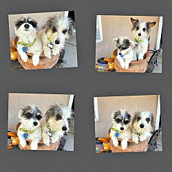 Thumbnail photo of Moxie and Foxie - BONDED PAIR #1