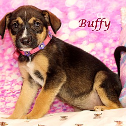 Thumbnail photo of Buffy~adopted! #4