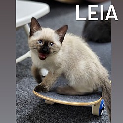 Thumbnail photo of Leia #2