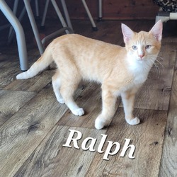 Thumbnail photo of Ralph (Feral kitten)_6 #1