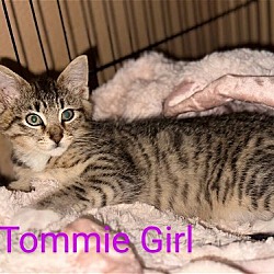Thumbnail photo of Tommie Girl #2