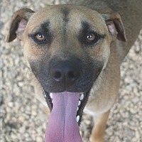 adopt a pet