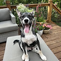 adopt a pet