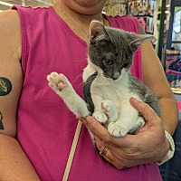 adopt a pet