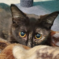 adopt-pet