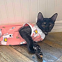 adopt a pet