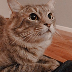 Calico Kittens For Sale In Los Altos California Adoptapet Com