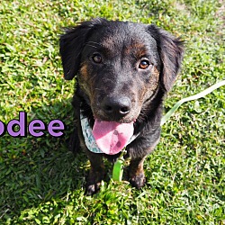 Photo of Brodee (Taiwan FMD mixed)