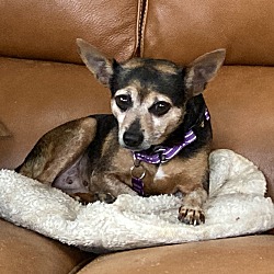 Photo of Sugar Plum