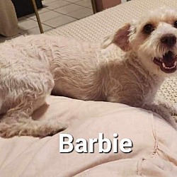 Photo of Barbie ~Foster or Foster-to-Adopt~