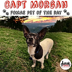 Thumbnail photo of Capt Morgan #2
