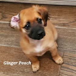 Thumbnail photo of Ginger Peach DD #3
