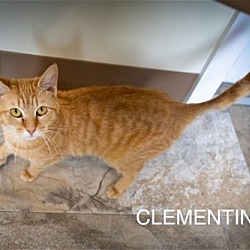 Photo of Clementine (FCID# 03/07/2024 - 18 Trainer)
