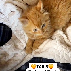 Thumbnail photo of TAILS #4