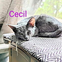 Thumbnail photo of Cecil #3