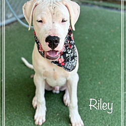 Thumbnail photo of RILEY - see video #2