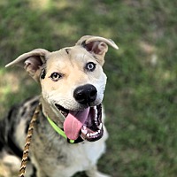 adopt a pet