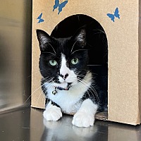 adopt a pet