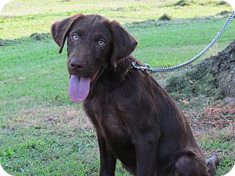 chocolate lab irish setter mix