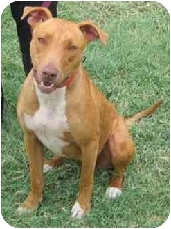pharaoh hound pitbull mix
