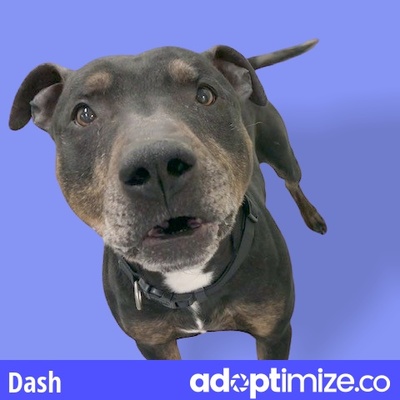 Anchorage Ak American Pit Bull Terrier Meet Dash A Pet For Adoption