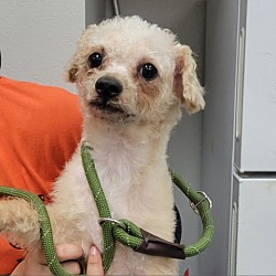 Photo of Cobbler