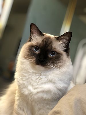 Los Angeles, CA - Ragdoll. Meet Seaseme a Pet for Adoption - AdoptaPet.com