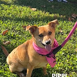 Photo of Pippi - Available!