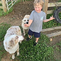 bonded pet photo