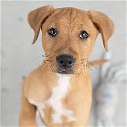 Photo of Aruba Pup - Curacao - Adopted!