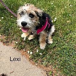 Photo of Lexi