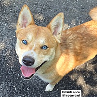 adopt a pet