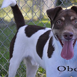 Thumbnail photo of Obo #1