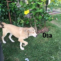 Thumbnail photo of OSA #1