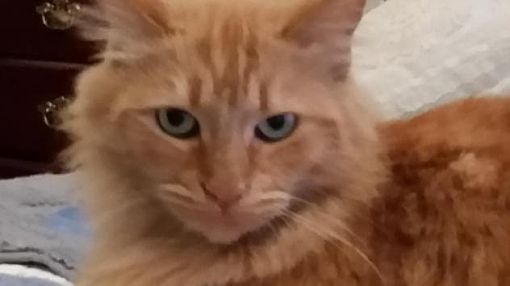 Temecula Ca Domestic Longhair Meet Ginger A Pet For Adoption