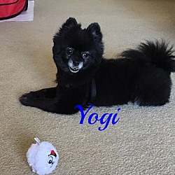 Thumbnail photo of Yogi #1