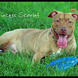 Thumbnail photo of Princess Scarlet #1