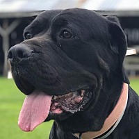Cane Corso Puppies For Sale In Jersey City New Jersey