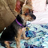 Photo of Ruby -- ADOPTED