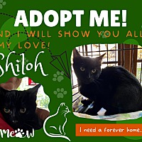 adopt a pet