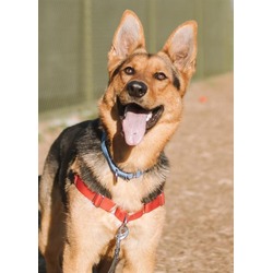 Photo of SHEILA