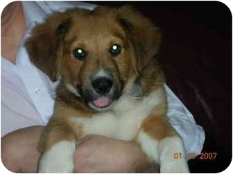 st bernard collie mix