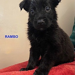 Photo of RAMBO