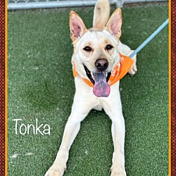 Thumbnail photo of TONKA #2