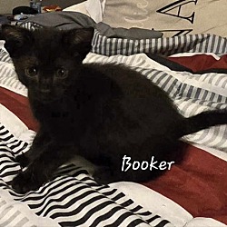 Thumbnail photo of Booker #3