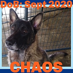 Thumbnail photo of CHAOS #1