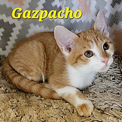 Thumbnail photo of Gazpacho #2